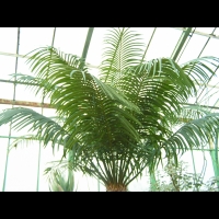 Cycas thouarsii (fam Cycadacees) (Madagascar, Comores, Tanzanie, Mozambique) (4)